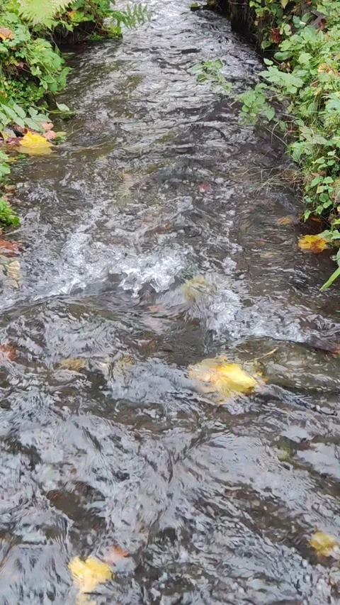 20231031 4K 60 forest stream 06 9x16 스톡 동영상 273517006
