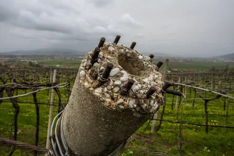 2024 03 30 Meledo structures in the vineyard 10 Stock Photos