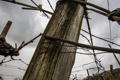 2024 03 30 Meledo structures in the vineyard 12 Stock Photos