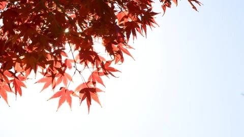2024-11-25 C5685 Stock Footage 315419036