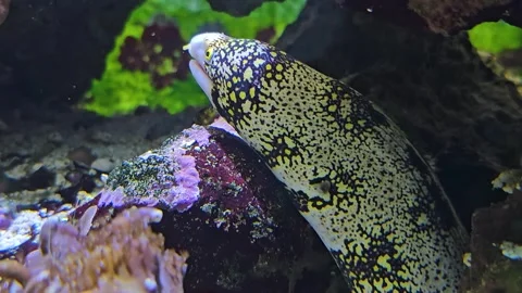 20240318 143131 Stock Footage 278022401