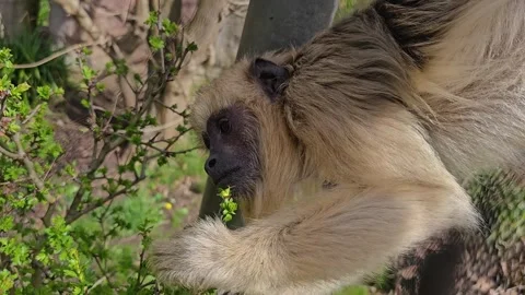 20240320 122452 Stock Footage 269692228