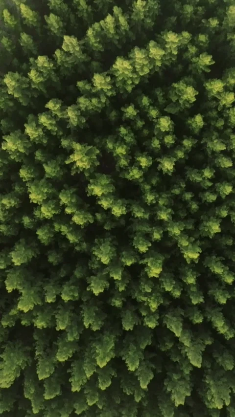 2024.07.17-1 Stock Footage 279618405