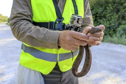 2025 Florida Python Challenge, Ochopee, USA - 18 Jul 2025 写真素材