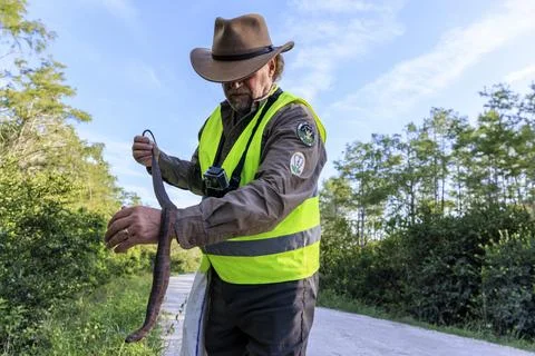 2025 Florida Python Challenge, Ochopee, USA - 18 Jul 2025 Stockfoto's