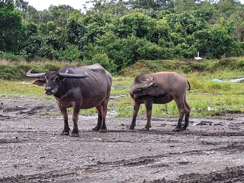 20250510 180251 Stock Photos