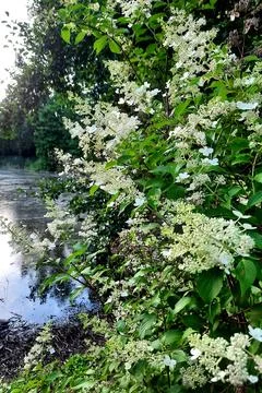 20250720 200449 White panicle hydrangea bush near calm lake water Stock Photos