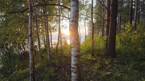 2025.08.16 Sunset light through birch tree trunks in forest Stock Footage 314936892