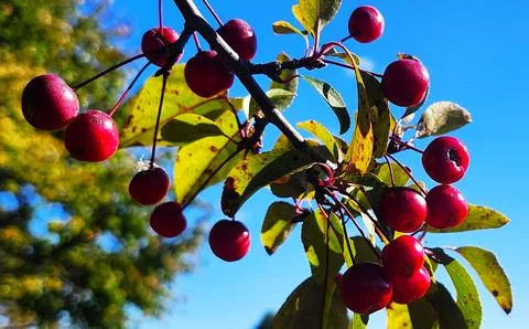 20251007 124154 Stock Photos