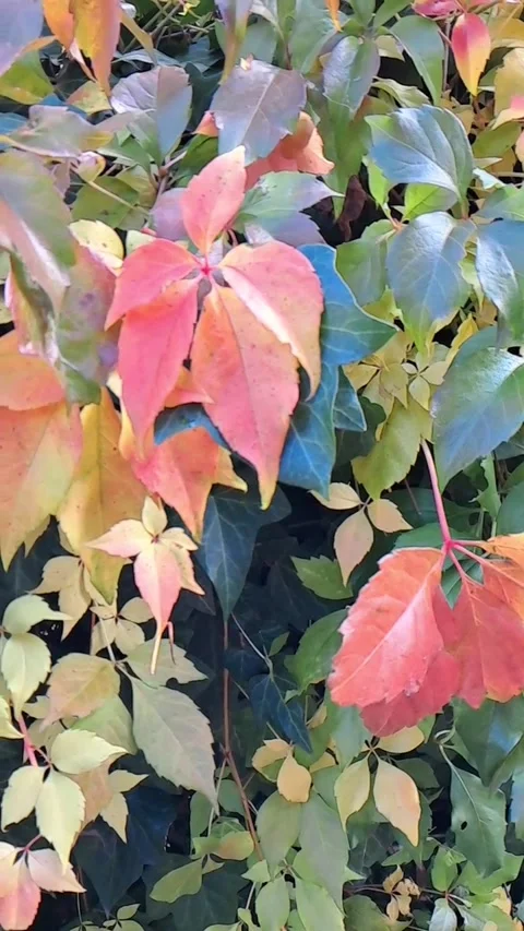 20251010 140811 1  Slow motion video of autumn leaves of wild grapes and ivy Stock Footage 320795525