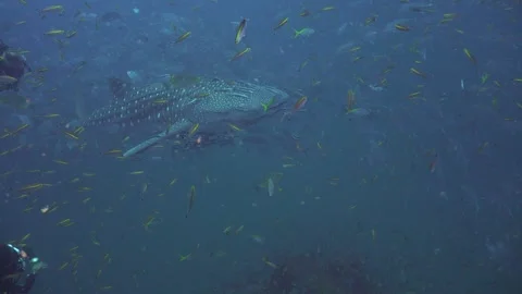 20251014C0010 Stock Footage 319377509