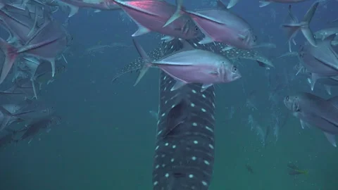 20251014C00101 Stock Footage 319378652