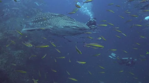 20251014C0013 Stock Footage 319377534