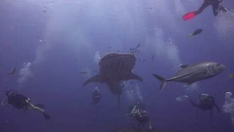 20251014C0015 Stock Footage 319377565