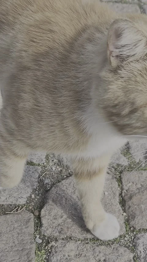 20251025 140707 Stock Footage 326428379