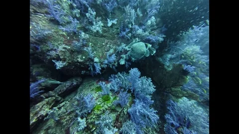 2025.12.27 starry puffer fish Stock Footage 325315046