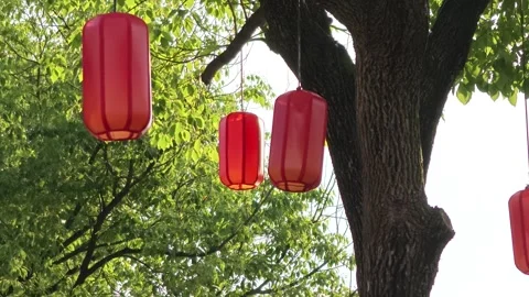 2026 Aug 01, Jiaxing. Multiple red cylindrical lanterns hanging from leafy tree Stock Footage 344753178