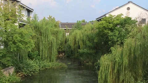 2026 Aug 01, Jiaxing. Tree-lined canal flanked by traditional white buildings Vídeos de archivo 344751928