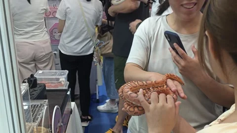 2026 Aug 09, Shanghai. Two women handle an orange patterned ball python Видео 344522239