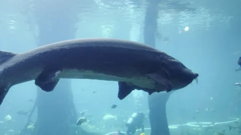 2026 Jun 06, ZhuHai. Massive Sturgeon Swimming Past Scuba Diver Stock Footage 336521370