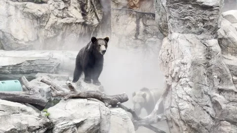2026 Jun 06, Zhuhai. Two Black Bears on Rocky Ledge Near Misty Water Pool 動画素材 336521354