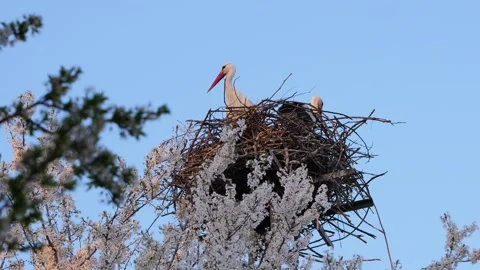2026 Two storks in nest on utility pole seen through blooming branches 스톡 동영상 332713454