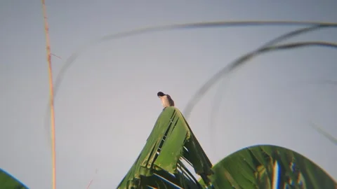 20260215 063636~2 Vídeo Stock 340545467