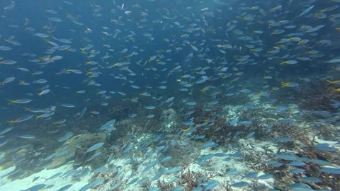 2026.03.01 Big group of fish at Ko Ngam Noi, Chumphon, Thailand Stock Footage 330061113