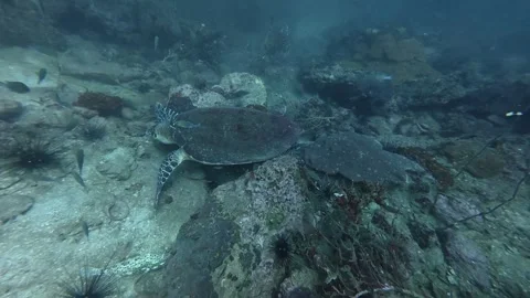 2026.03.01 Hawksbill sea turtle, Hin Lak Ngam, Chumphon, Thailand Stock Footage 330062007