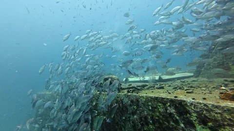 2026.03.01 Russell's snapper, HTMS Prab, Chumphon, Thailand Stock Footage 330061685