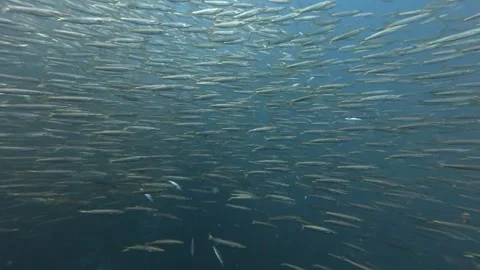 2026.03.01 sardines fish tornado, Hin Lak Ngam, Chumphon, Thailand Stock Footage 330061981