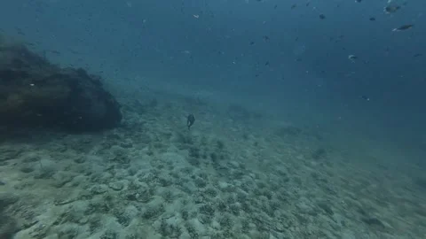 2026.03.01 Titan triggerfish, Hin Lak Ngam, Chumphon, Thailand Stock Footage 330061722