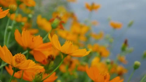 20260530flo04 Stock-Footage 336665494