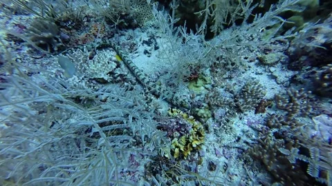 2026.06.01 snowflake moray eel at Kimud Shoal, Malapascua, Philippins Stock Footage 337232023