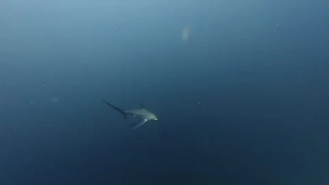 2026.06.03 Thresher Shark at Kimud Shoal, Malapascua, Philippins13 Vídeo Stock 337231853
