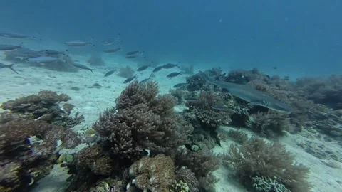 2026.06.04 Whitetip Shark at Monad Shoal, Malapascua, Philippins7 Stock Footage 337231953