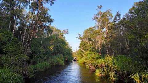 2026/07/23, Tanjung Puting, Indonesia - Dense jungle along narrow river. Stock Footage 346370779