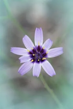 Soft closeup on the gorgeous colorful blue-purple Cupid's dart flower, Catananche caerulea xkwx blue, blue-purple, botanical, botany, caerulea, catananche, close-up, color, cupids, dart, flower, herbaceous, macro, mediterranean, nature, one, outdoors, perennial, plant, single, soft, wild, wildflower, wildlife