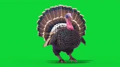 Turkey Walkcycle Green Screen Front Loop Animals 3D Rendering Animation 4K