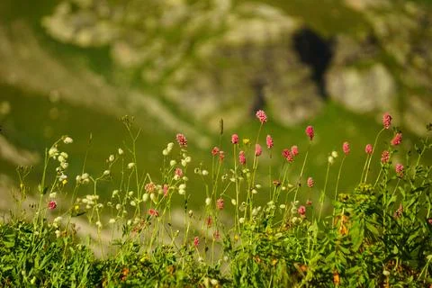 A selective focus shot of blooming wildflowers on a meadow xkwx backdrop, background, bloom, blossom, botany, field, flora, floral, flower, garden, grass, great burnet, light, meadow, nature, park, plant, sanguisorba officinalis, selective, spring, wallpaper, wild