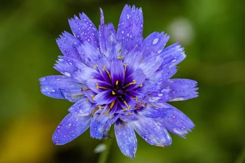 A closeup of blue Catananche caerulea flower in the garden xkwx aroma, background, bloom, blossom, blue, blur, Catananche caerulea, closeup, Cupid's dart, environment, floral, flower, fragrant, fresh, garden, green, grow, meadow, nature, petals, plant, season, spring, wallpaper