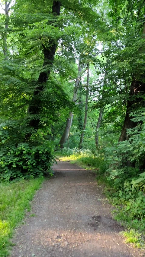 20_Peaceful Forest Path with Sunlight Filtering Through Green Canopy Video stock 289344414