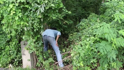 20ft long python tries to attack snake catchers after killing pet bulldog Stock Footage 109261964