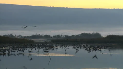 21 11 11Hula05Cranes Stock Footage 22509244