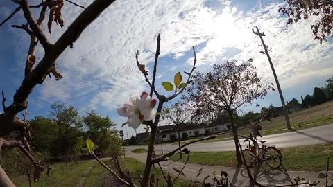 21 apple Stock Footage 309093240