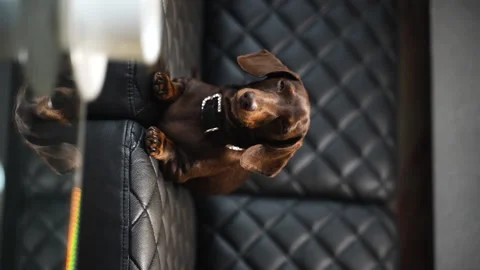 21 Dachshund medium shot on the couch leaving the camera Stock Footage 221118302