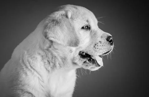 21 side portrait yellow labrador pupy cute close up black and white Stock Photos