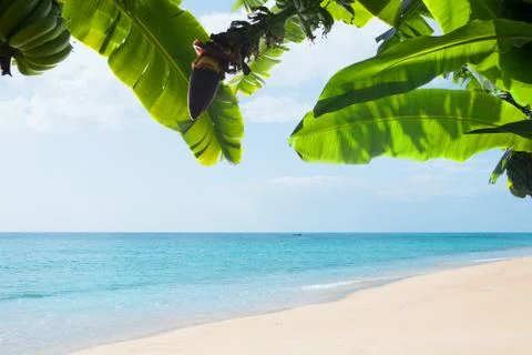 21- tropic beach Stock Photos
