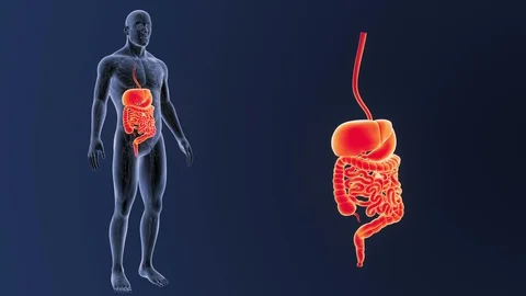 2115 Digestive System zoom with CS Stock Footage 85596980