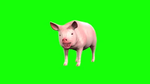 2116 Animals pig stands and eats Stock Footage 166596508